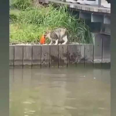Cat gets meal without getting wet