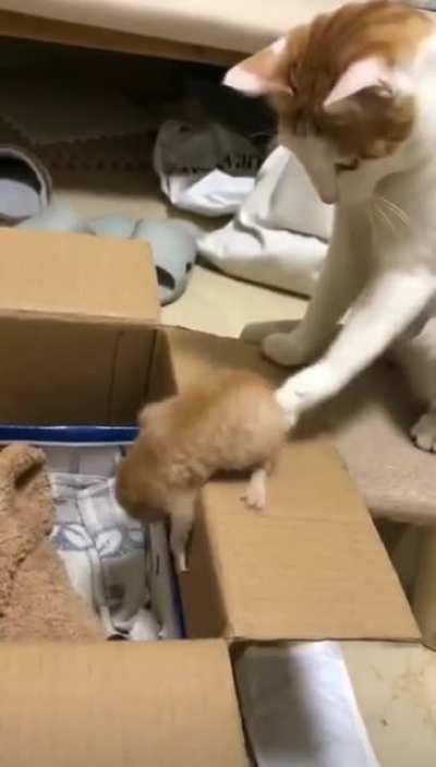 Mama give you a hand here!