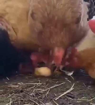 Chickens are omnivores and cannibals