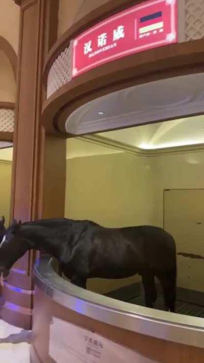 47 horse breeds on display in this luxurious stable