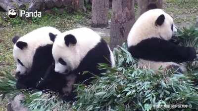 A panda a day keeps the sorrow away