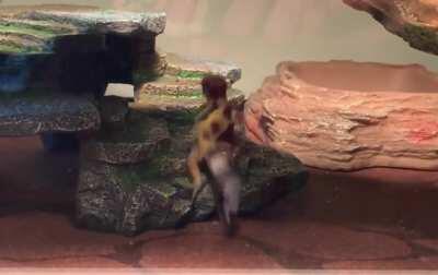 the sploots are cute, but... the excited tail rattle? ADORABLE. IMMACULATE. DELIGHTFUL. Kokuō’s an amazing hunter and i’m such a proud mother 💕