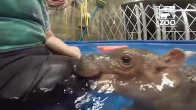 Hippo attack