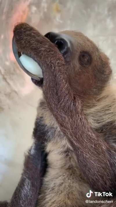 I love ❤️ sloths 🦥