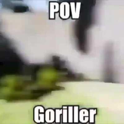 POV🦍🦍🦍