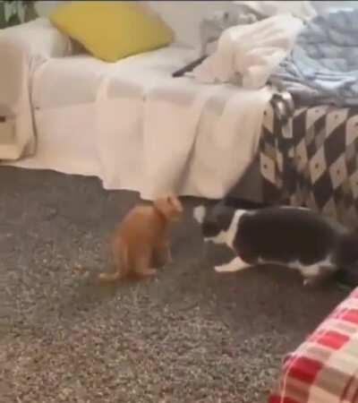 Whatcu gonna do huh big boy?