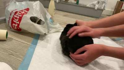 “Floof thief!!” Yeah yeah 🙄