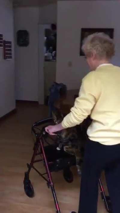 This is my cat, Lola. When the pandemic first hit, my Mom's dog died. She was terribly isolated and lonely. Lola went to live with her for a time and now is a permanent resident; my Mom is so in love with her.