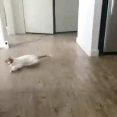 This cat has all the right moves!