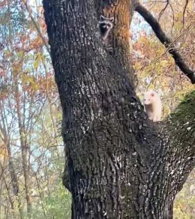 Albino raccoon chilling in a tree