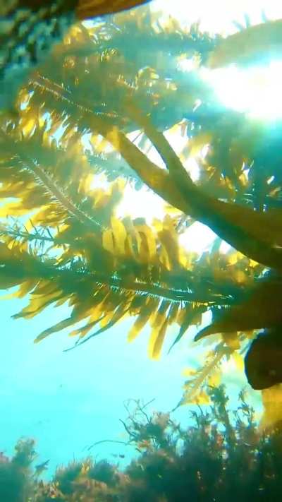 Laguna Beach Kelp Life, Goff Island