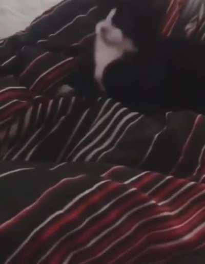 Котовсон. Собачий логопед.