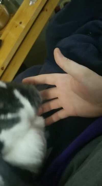This is how my bunny thanks me for pets. As well as asking for more.