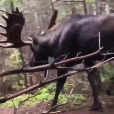 That massive moose walking past? nope nope nope.