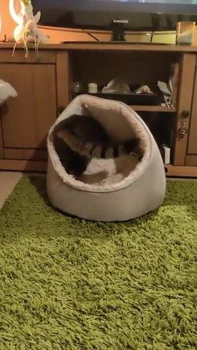 Lyra demonstrates the correct way to use a hooded cat bed. She does this every day and then naps in there for hours.