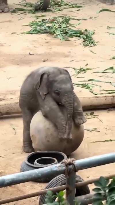 Baby elephant playing