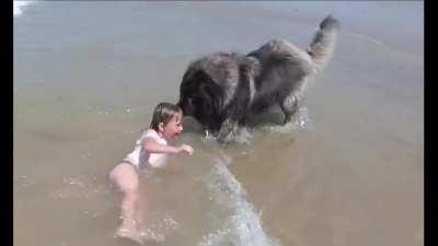 Newfoundlands are natural water rescue dogs, whether one wants to be saved or not
