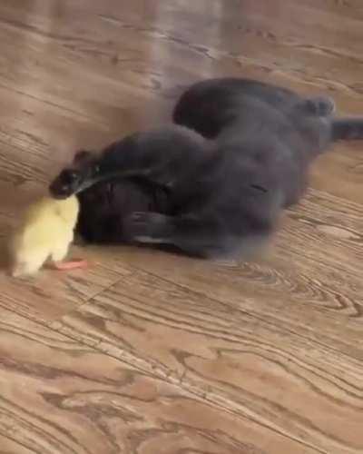 Peace was always an option