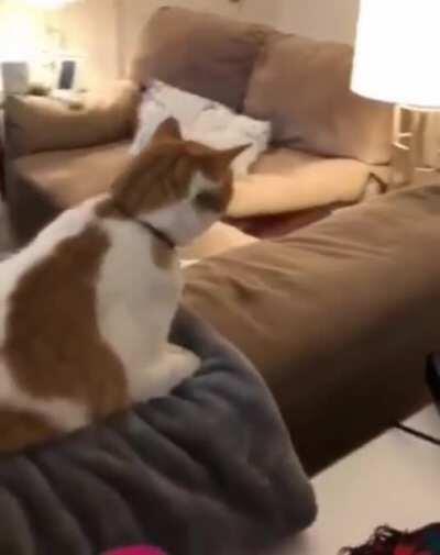 Mere cat turned to a meerkat