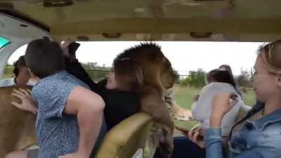 Lion demands pets and hugs from humans visiting him while other lions look on unamused