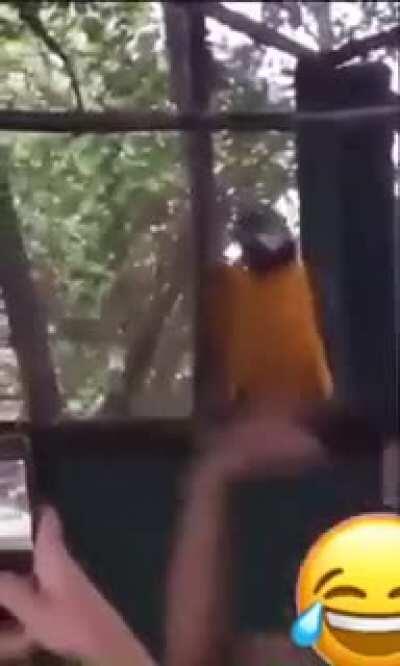 Parrot RAVES along to dance tunes