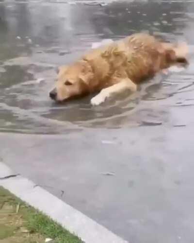 Ah yes. The rare and elusive “yellow-tail”