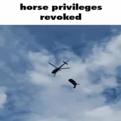 Horse privileged revoked
