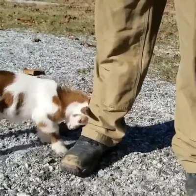 Persistent little goat