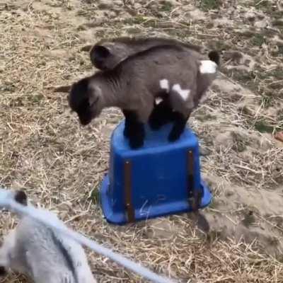 Goats gonna goat 