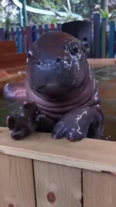 Baby hippo ear wiggle