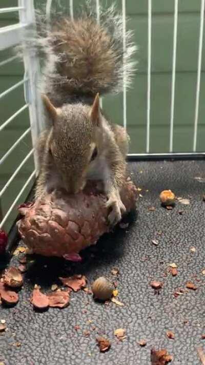 Jolene Monching on a pinecone. Loud Cromch noises ensue.