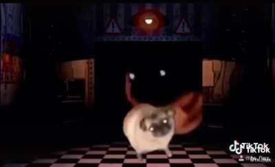 Sweet pug with no jumpscare