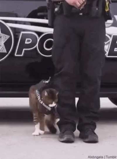 the irony of a wunk policeman