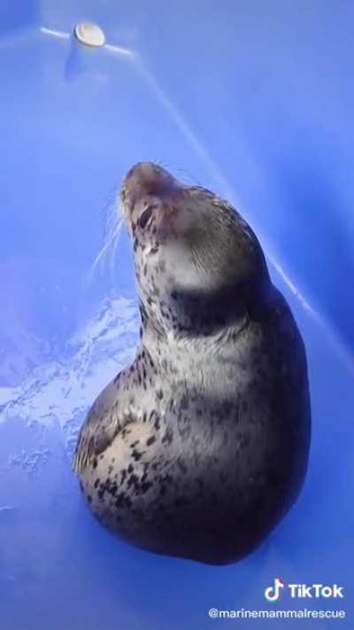 Crystal is back again, this time showing off her neck/no neck routine! (Source: @marinemammalrescue on tiktok)