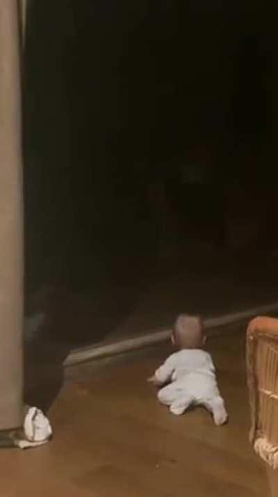 Cheetah Slams Into Window While Charging at Unsuspecting Baby