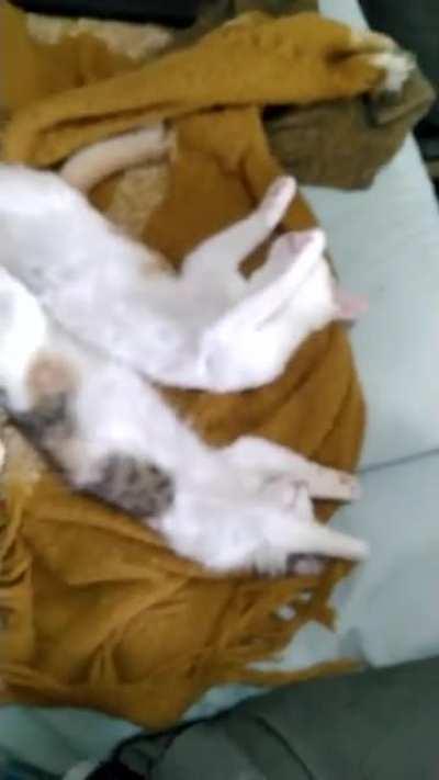 Hands Up! Porg and Peanut napping suspiciously