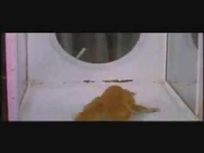 Tnis is pretty rough.. experimenting with LSD on cats