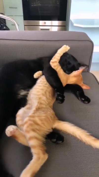 so nice to see how much they like eachother🤗
