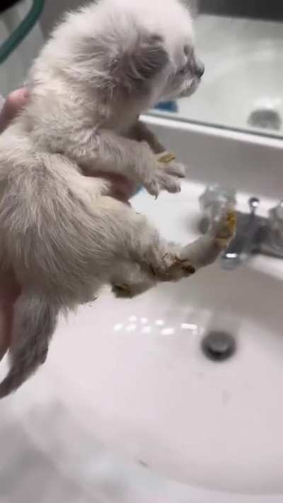 The horror of an impeding bath (TikTok: thekittencabin)