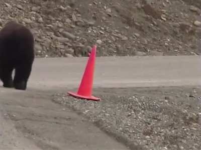 Bear rights a fallen over traffic cone
