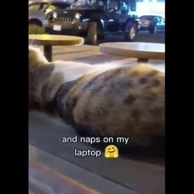 Kitty wanders into his life