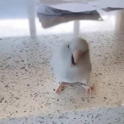 This bird dancing