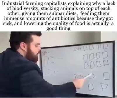 I read a book on how the bees are suffering and I’m quite upset