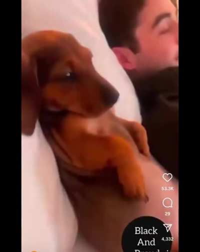 If you don't have a twin in a pet's body, what are you even doing in life?