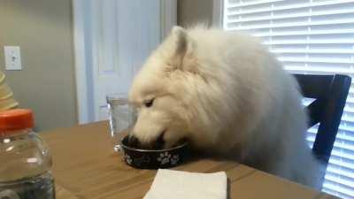 Lexi the Samoyed eats dinner at the table...