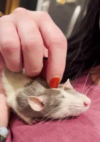 Mischa’s finally learned to love scritches!