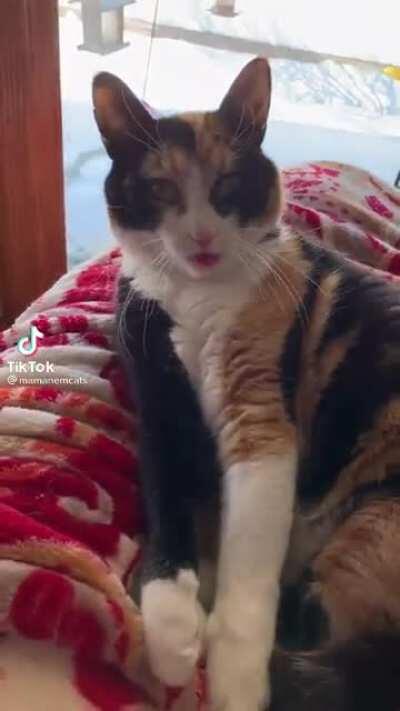 I love cats so much. (Not mine.)