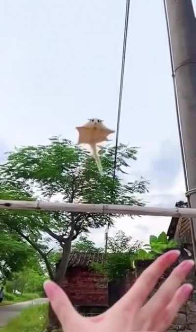 Guck mal ich kann fliieegeeeen!