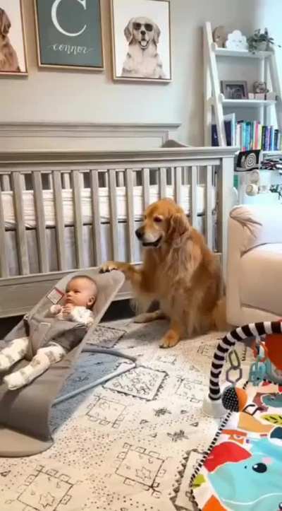 Dogs meeting babies