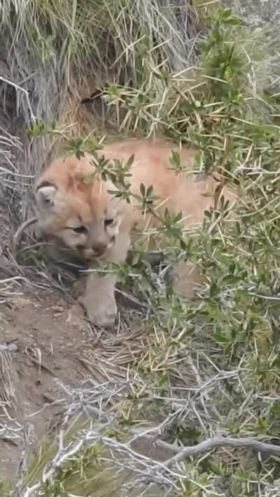 As&iacute; se lo pasan los cachorros de puma en el Parque Patagonia